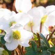 ヒメ日記 2025/10/23 09:49 投稿 そら 奥様プリモ