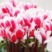 ヒメ日記 2025/10/24 10:09 投稿 そら 奥様プリモ