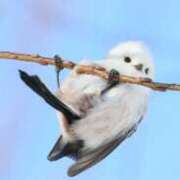 そら 本日 奥様プリモ