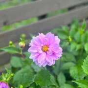 まの 初登場!! マダム可憐