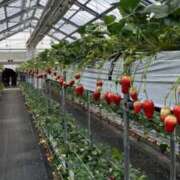 ヒメ日記 2026/03/16 20:05 投稿 難波 める しゃせきょっ!XX教育される制服女子たち