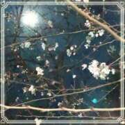 ヒメ日記 2026/04/02 03:24 投稿 ゆり 丸妻 厚木店