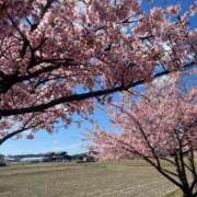 ヒメ日記 2026/03/20 11:26 投稿 友果(ともか) カサブランカ岡山店（カサブランカグループ）