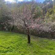 ヒメ日記 2026/03/24 13:56 投稿 友果(ともか) カサブランカ岡山店（カサブランカグループ）