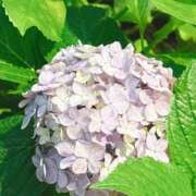 ヒメ日記 2025/06/13 04:58 投稿 なごみ 東京アロマスタイル