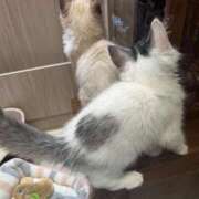 りんね 出勤ーー！！🌤️ チェックイン素人専門大人女子