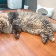 ヒメ日記 2025/09/07 18:33 投稿 南条 渋谷人妻城