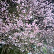 ヒメ日記 2026/03/06 09:53 投稿 南条 渋谷人妻城