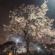 ヒメ日記 2026/03/16 16:03 投稿 南条 渋谷人妻城