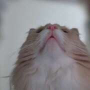 ヒメ日記 2025/09/01 03:25 投稿 アイナ ぺろぺろベロベロ専科 ぺろんちょ