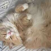 ヒメ日記 2025/09/17 17:55 投稿 アイナ ぺろぺろベロベロ専科 ぺろんちょ