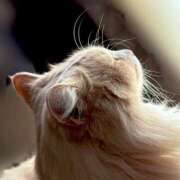 ヒメ日記 2025/10/13 23:05 投稿 アイナ ぺろぺろベロベロ専科 ぺろんちょ