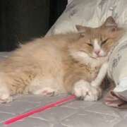 ヒメ日記 2025/10/27 09:55 投稿 アイナ ぺろぺろベロベロ専科 ぺろんちょ