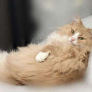 ヒメ日記 2025/11/09 15:26 投稿 アイナ ぺろぺろベロベロ専科 ぺろんちょ