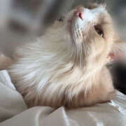 ヒメ日記 2025/11/12 17:35 投稿 アイナ ぺろぺろベロベロ専科 ぺろんちょ