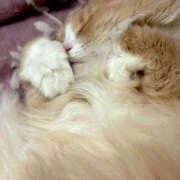 ヒメ日記 2025/11/13 12:25 投稿 アイナ ぺろぺろベロベロ専科 ぺろんちょ