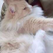 ヒメ日記 2025/12/03 01:25 投稿 アイナ ぺろぺろベロベロ専科 ぺろんちょ