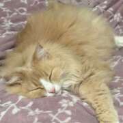 ヒメ日記 2025/12/03 22:45 投稿 アイナ ぺろぺろベロベロ専科 ぺろんちょ