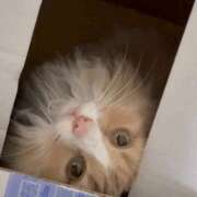 ヒメ日記 2025/12/17 18:25 投稿 アイナ ぺろぺろベロベロ専科 ぺろんちょ