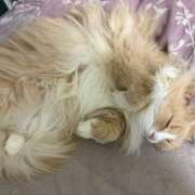 アイナ (っ ॑꒳ ॑c)…ﾜｸﾜｸ💕 ぺろぺろベロベロ専科 ぺろんちょ