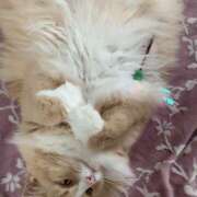 ヒメ日記 2025/12/28 00:35 投稿 アイナ ぺろぺろベロベロ専科 ぺろんちょ