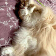 ヒメ日記 2026/01/02 01:05 投稿 アイナ ぺろぺろベロベロ専科 ぺろんちょ