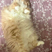 ヒメ日記 2026/01/06 08:15 投稿 アイナ ぺろぺろベロベロ専科 ぺろんちょ