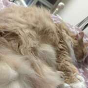 ヒメ日記 2026/01/16 09:45 投稿 アイナ ぺろぺろベロベロ専科 ぺろんちょ