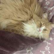 ヒメ日記 2026/02/10 00:25 投稿 アイナ ぺろぺろベロベロ専科 ぺろんちょ