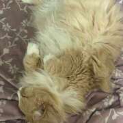 ヒメ日記 2026/03/19 06:25 投稿 アイナ ぺろぺろベロベロ専科 ぺろんちょ