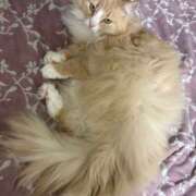 ヒメ日記 2026/03/26 05:55 投稿 アイナ ぺろぺろベロベロ専科 ぺろんちょ