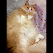 ヒメ日記 2026/04/01 18:35 投稿 アイナ ぺろぺろベロベロ専科 ぺろんちょ