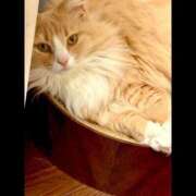 アイナ お詫び ぺろぺろベロベロ専科 ぺろんちょ