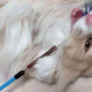 ヒメ日記 2026/04/08 11:05 投稿 アイナ ぺろぺろベロベロ専科 ぺろんちょ