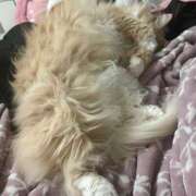 ヒメ日記 2026/04/13 02:05 投稿 アイナ ぺろぺろベロベロ専科 ぺろんちょ