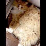 ヒメ日記 2026/04/13 17:25 投稿 アイナ ぺろぺろベロベロ専科 ぺろんちょ