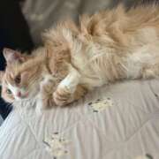 ヒメ日記 2026/04/28 17:05 投稿 アイナ ぺろぺろベロベロ専科 ぺろんちょ