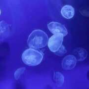 ヒメ日記 2025/07/05 09:19 投稿 くるみ 俺のKissリフレ