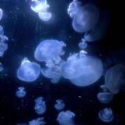 ヒメ日記 2025/07/19 11:58 投稿 くるみ 俺のKissリフレ