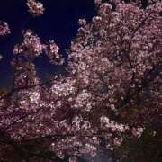 ヒメ日記 2026/04/03 18:14 投稿 ありす いざ候 別館