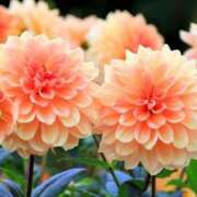 ヒメ日記 2025/09/30 08:37 投稿 牧野るり ホットポイントヴィラ