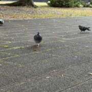 ヒメ日記 2025/11/02 09:45 投稿 牧野るり ホットポイントヴィラ