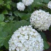 ヒメ日記 2025/06/29 14:08 投稿 さき 東京アロマスタイル