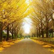 ヒメ日記 2025/11/15 06:15 投稿 れいこ 丸妻 横浜本店