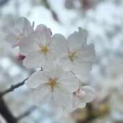 ヒメ日記 2026/04/04 17:48 投稿 れいな ハピネス＆ドリーム福岡