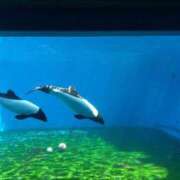 ヒメ日記 2025/09/08 23:55 投稿 ほおずき サンキュー仙台店