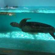 ヒメ日記 2025/09/21 16:05 投稿 ほおずき サンキュー仙台店