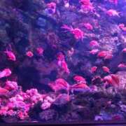 ヒメ日記 2025/09/26 14:55 投稿 ほおずき サンキュー仙台店