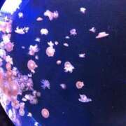 ヒメ日記 2025/11/17 13:10 投稿 ほおずき サンキュー仙台店