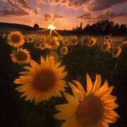 ヒメ日記 2025/07/26 08:08 投稿 なるみ 性腺熟女100％鶯谷（デリヘル市場）